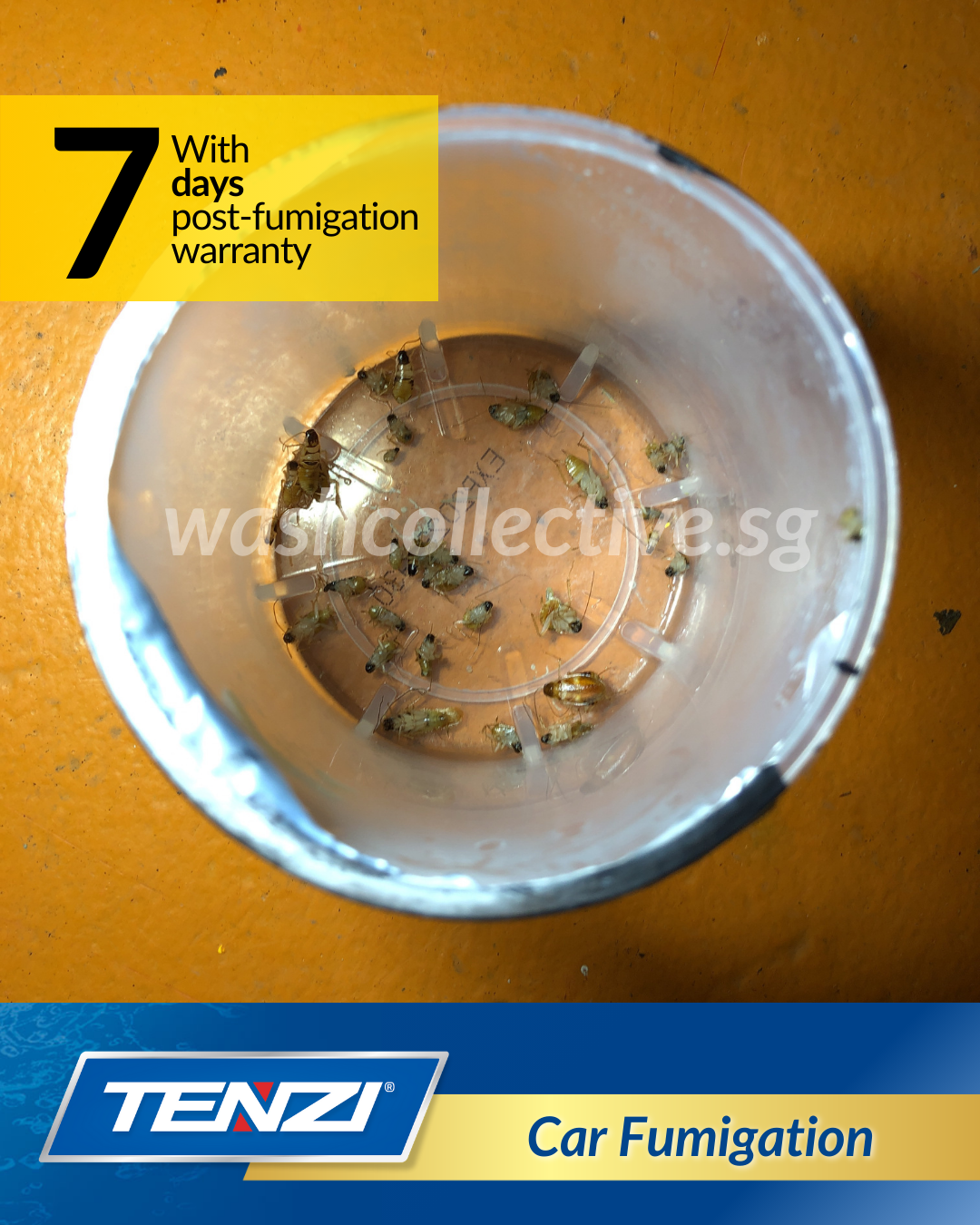 Car Fumigation Singapore - Mobile Car Wash by Wash Collective