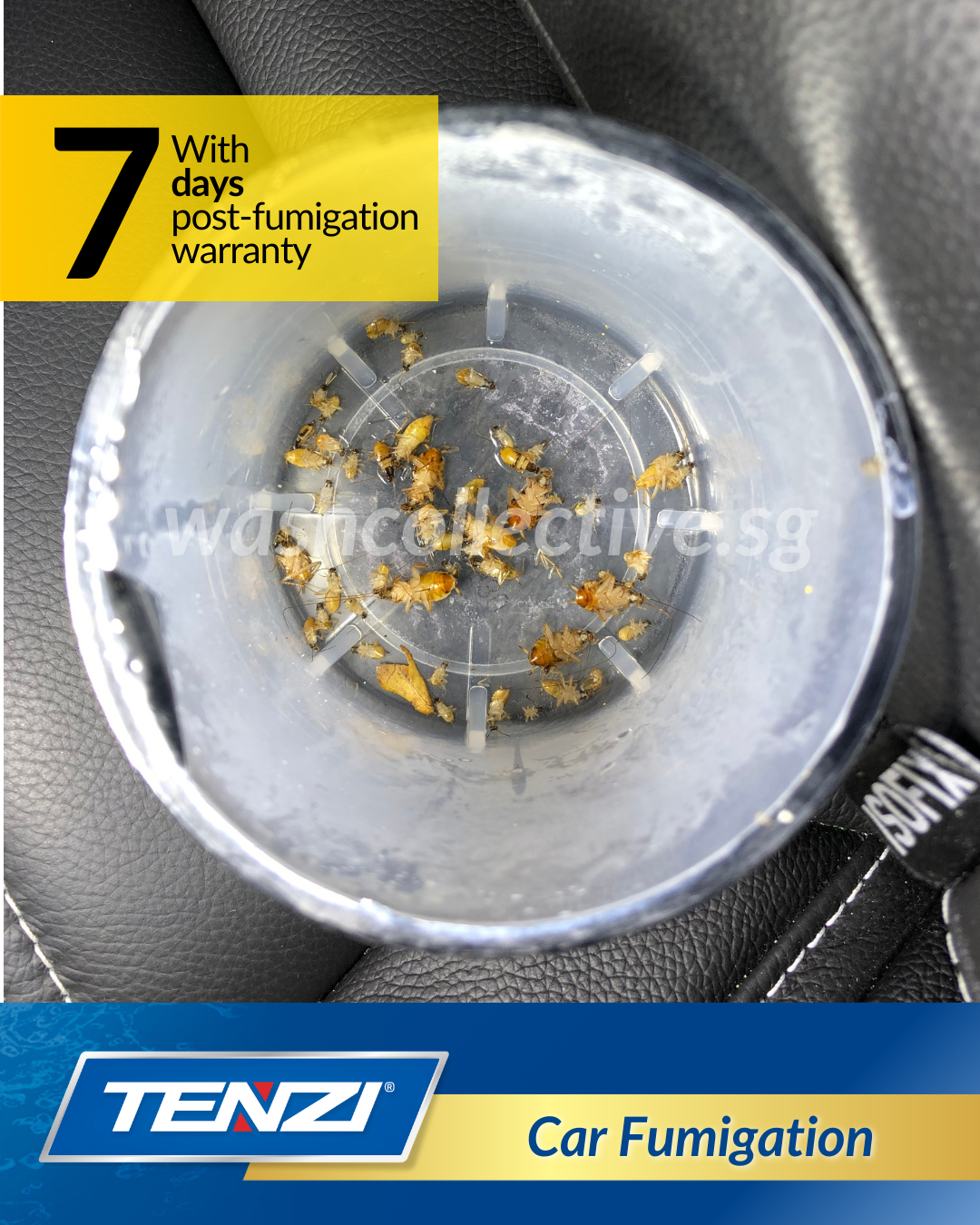 Car Fumigation Singapore - Mobile Car Wash by Wash Collective