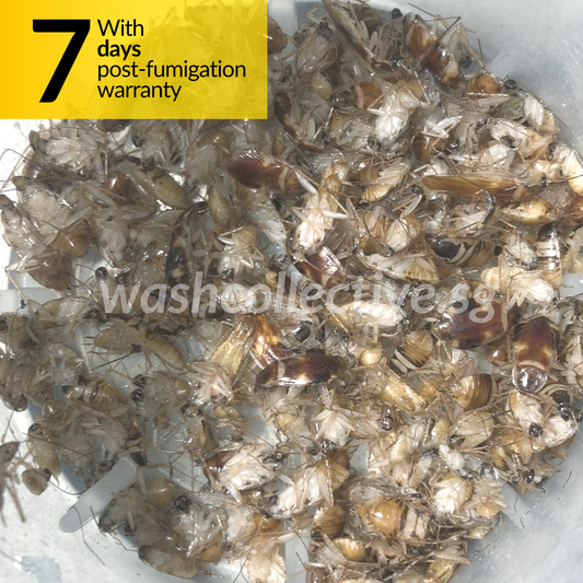 Car Fumigation - 7 Days Warranty